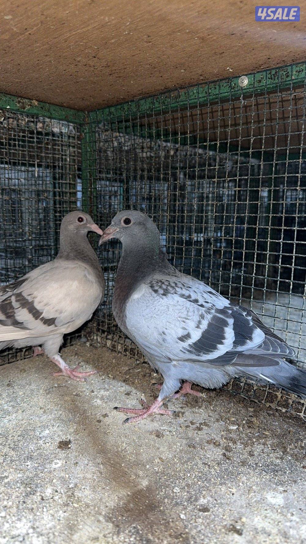 🛑عروض الصيف فروخ زاجل للاكل شغل فرش طازج دينار فقط مزارع الرفره 🛑9