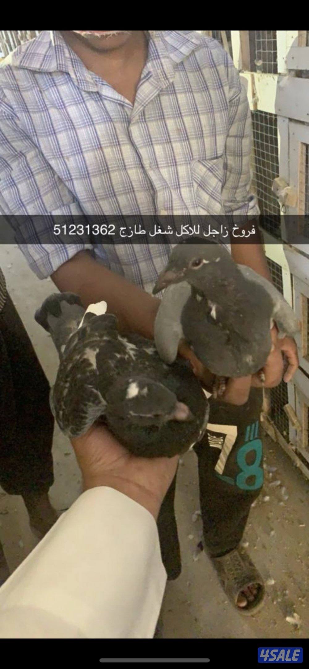 🛑عروض الصيف فروخ زاجل للاكل شغل فرش طازج دينار فقط مزارع الرفره 🛑10
