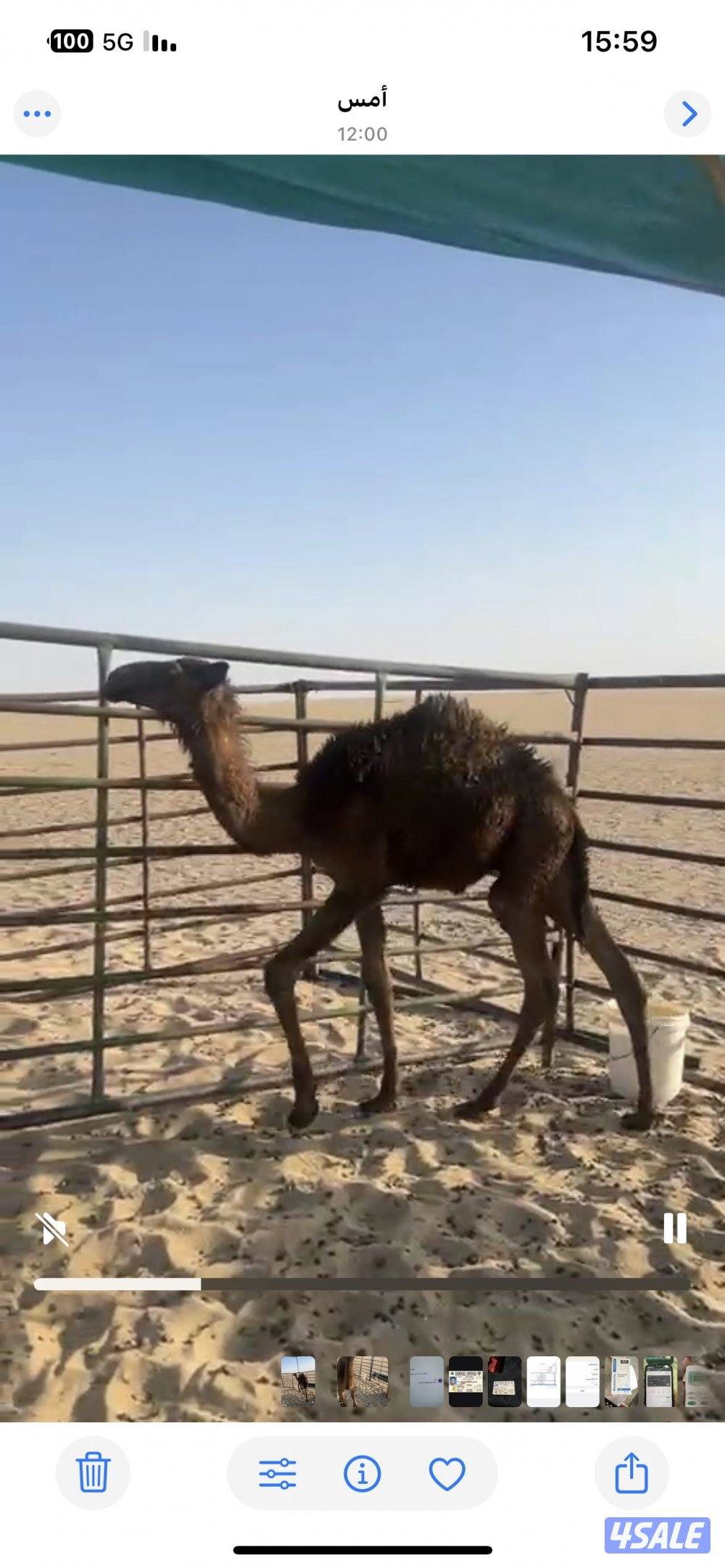 للبيع قعود محلي سمين عمره 7شهور0