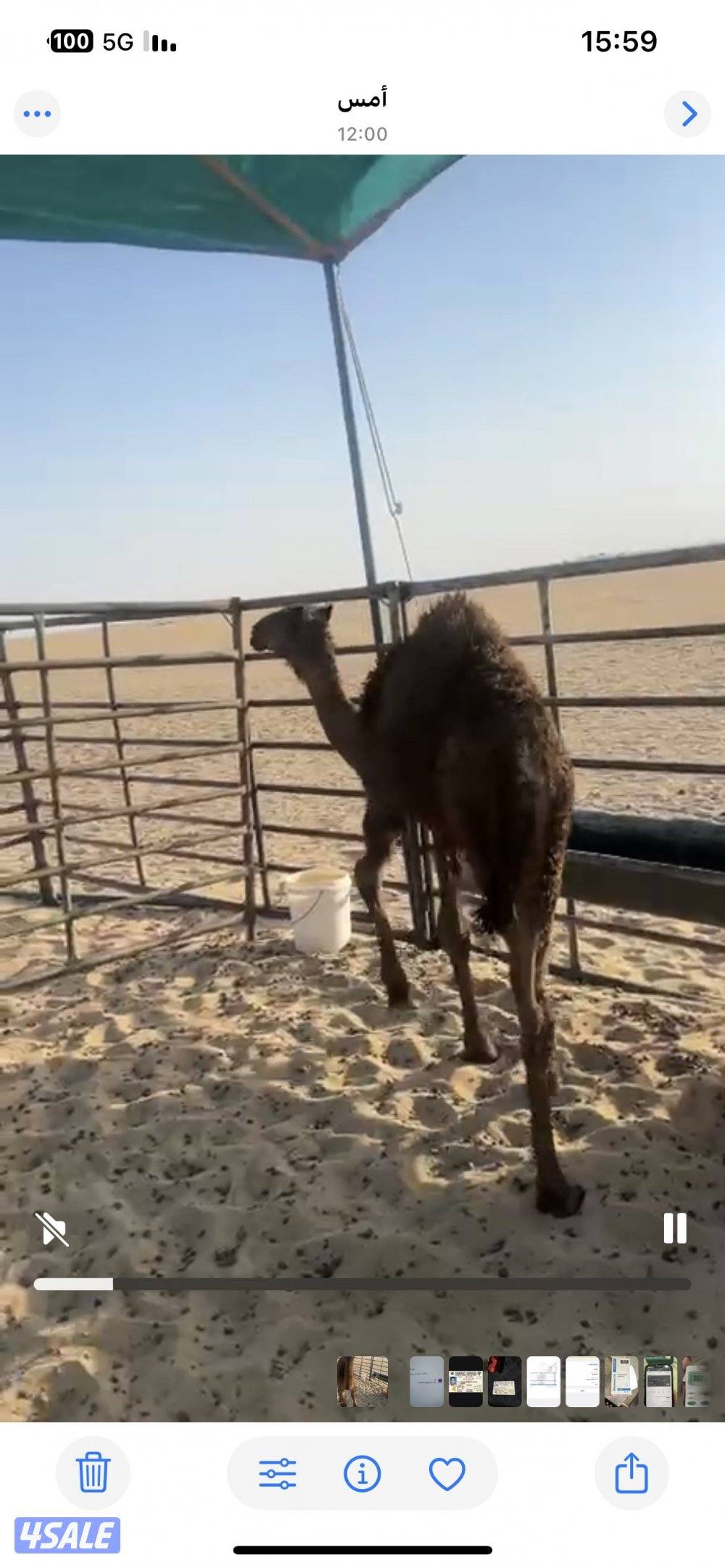 للبيع قعود محلي سمين عمره 7شهور1