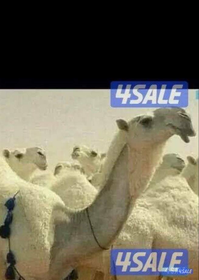 حلاقة وغسيل. ابل0