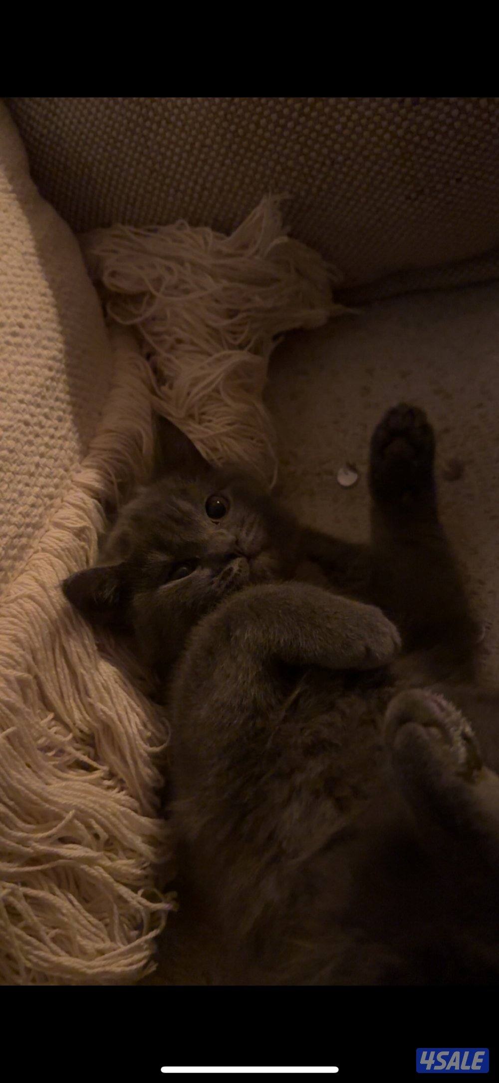 4 months old vaccinated and healthy and playful0