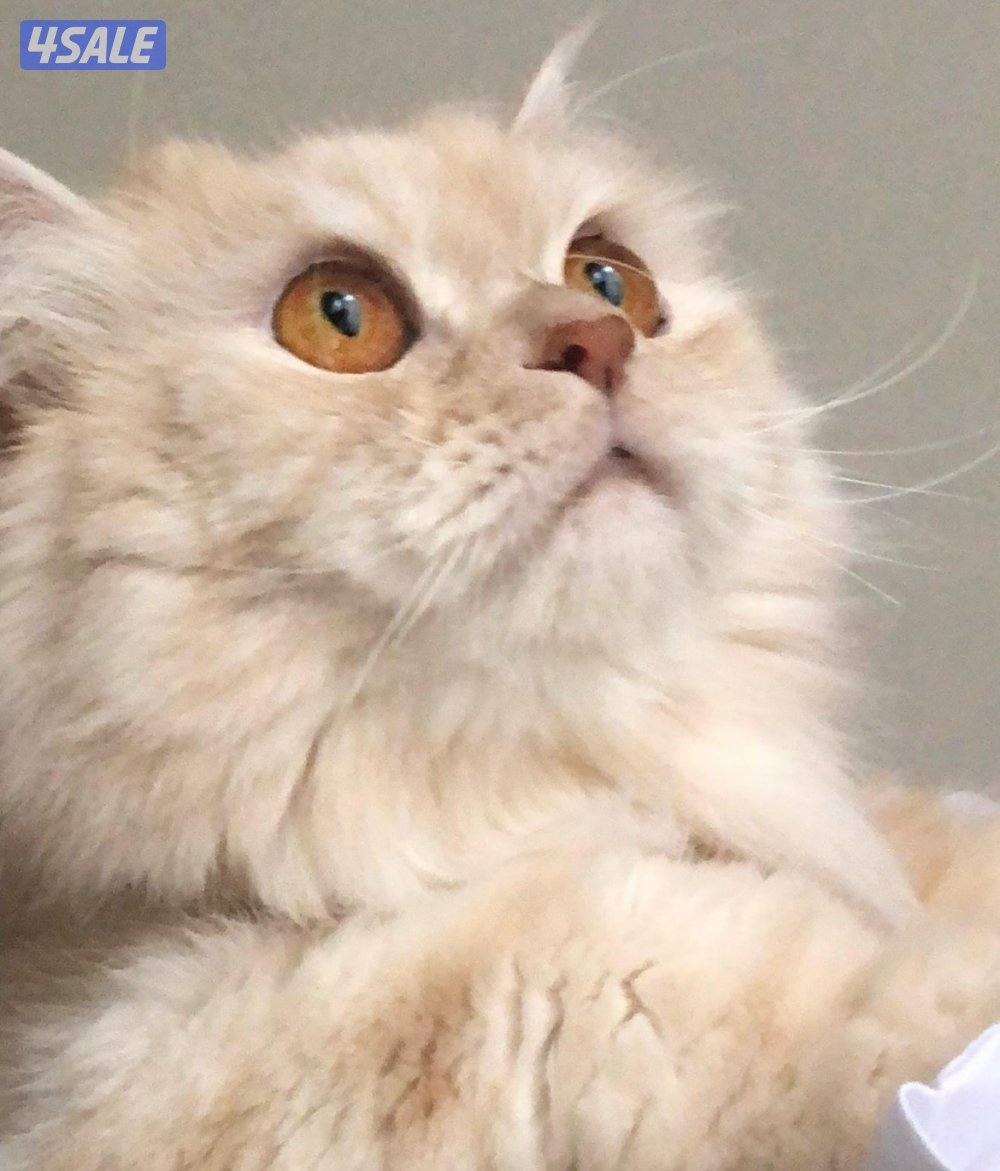 Male cat 6 years old0