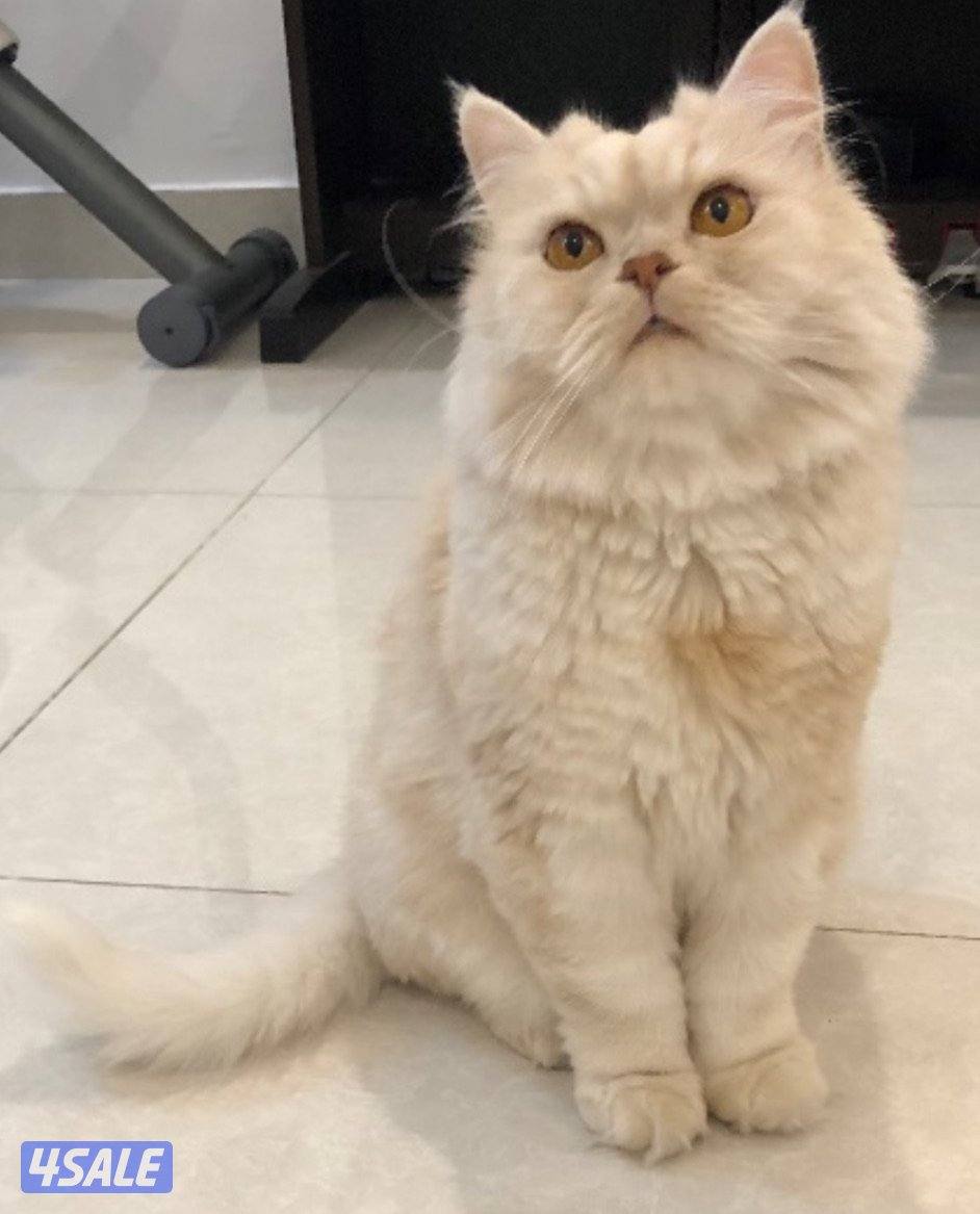 Male cat 6 years old1