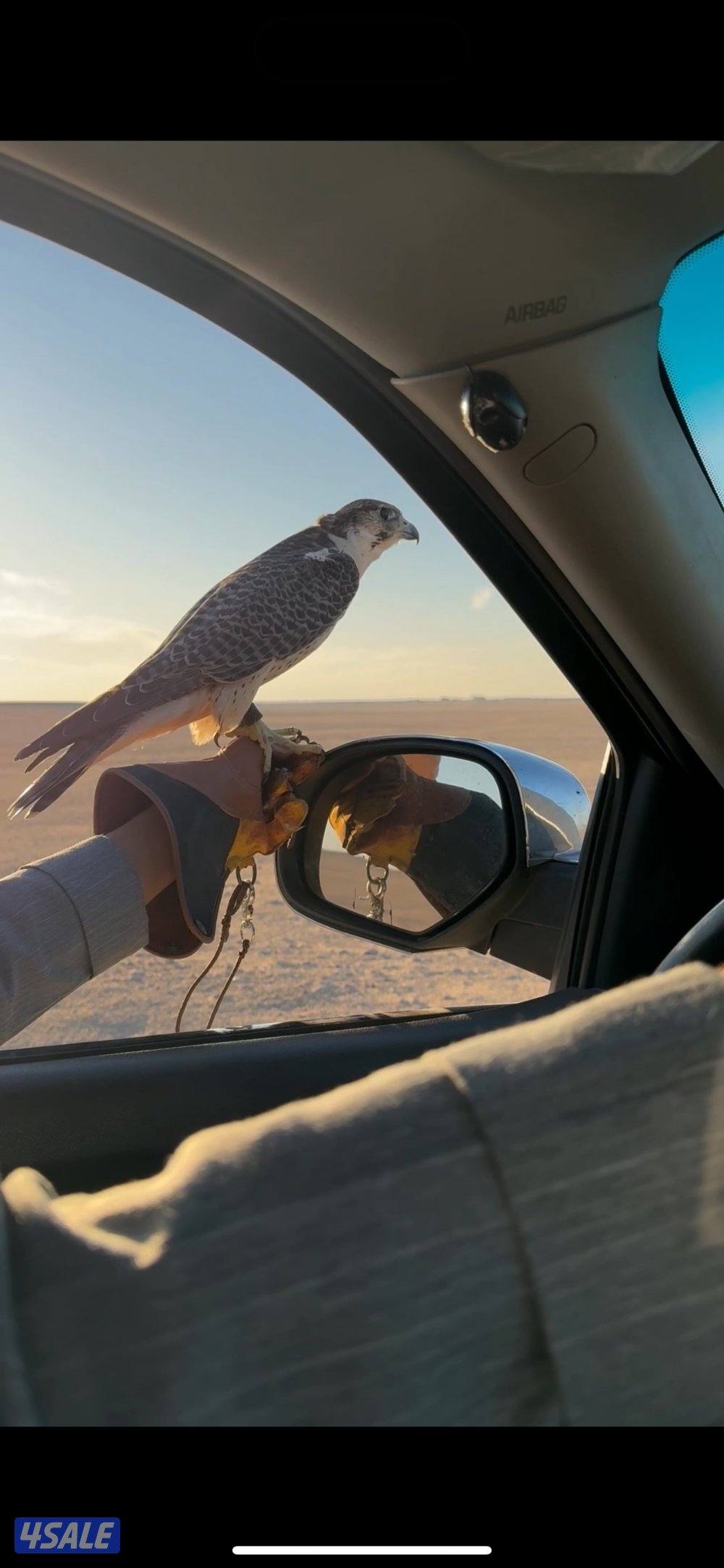 جير بريرا0