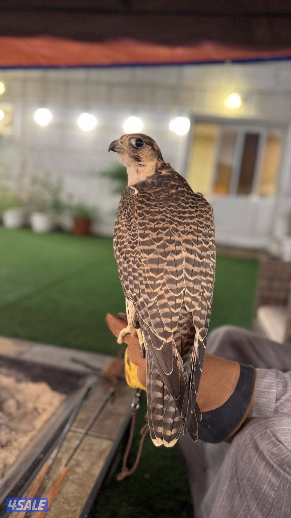 جير بريرا2
