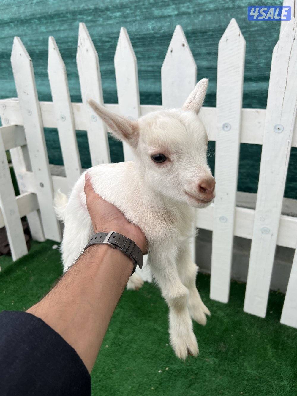 تيس جيكي شامل التوصيل والحليب والمميه0