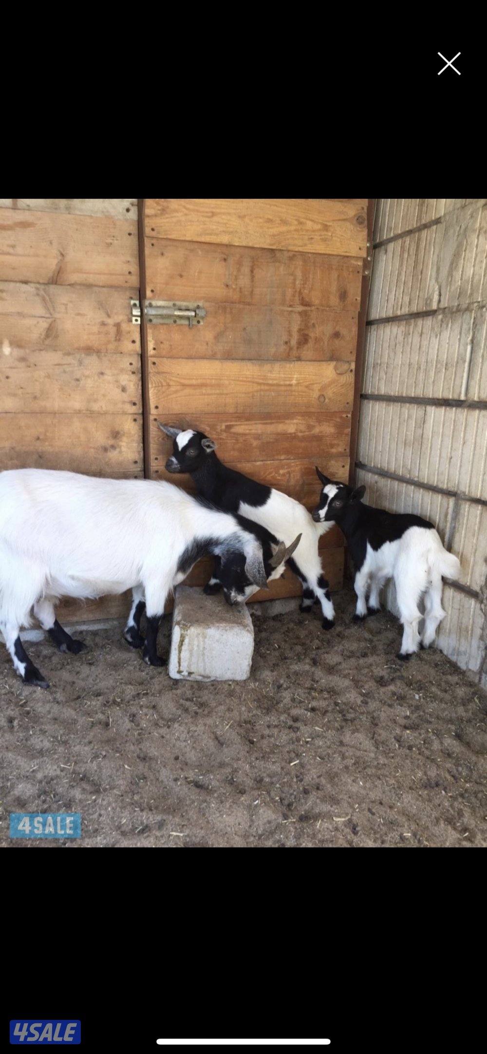 تيس جيكي شامل التوصيل والحليب والمميه1