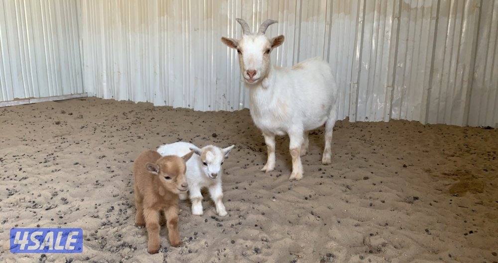 تيس جيكي شامل التوصيل والحليب والمميه3