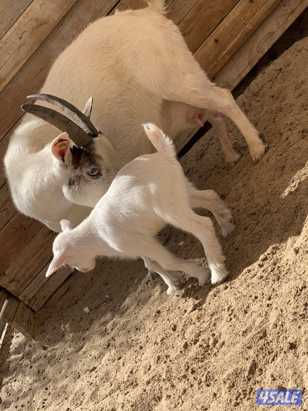 تيس جيكي شامل التوصيل والحليب والمميه4