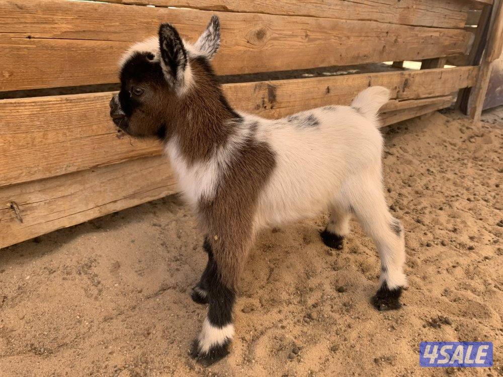 تيس جيكي شامل التوصيل والحليب والمميه5