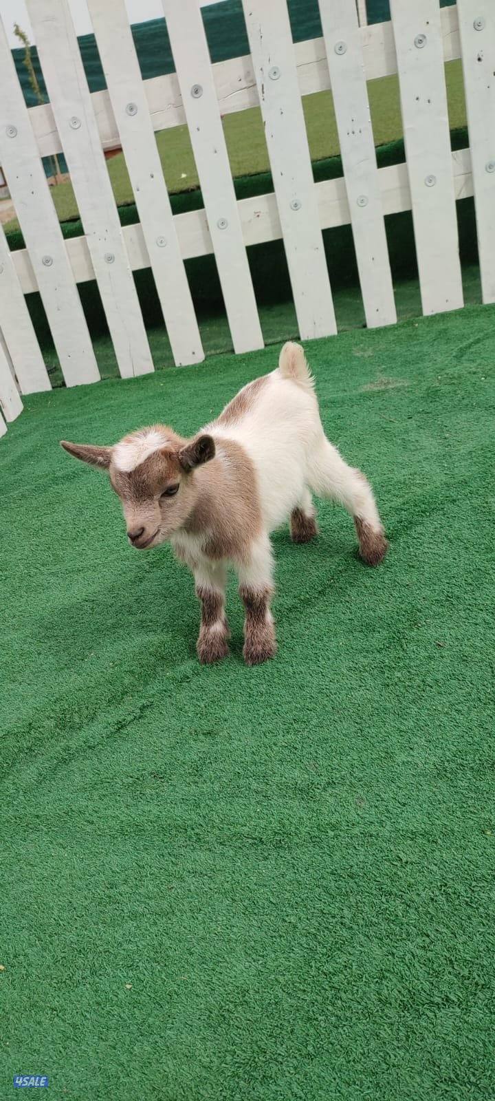 تيس جيكي شامل التوصيل والحليب والمميه6