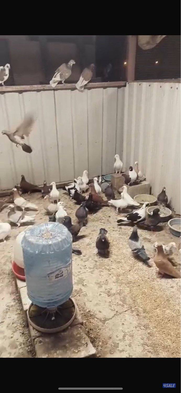 حمام اسرائيلي عدد 55 طير البيع جمله0