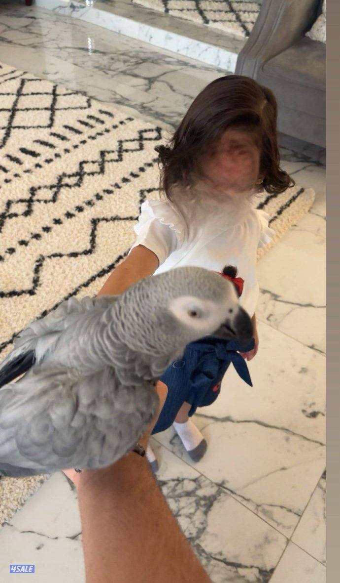 كاسكو ربوه قابل للبدل0