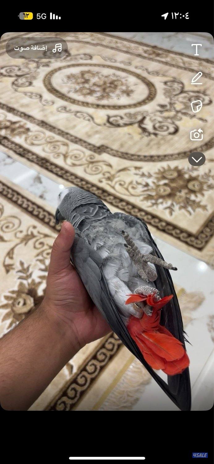 كاسكو ربوه قابل للبدل1