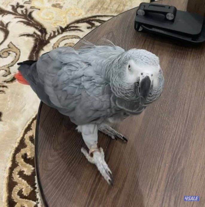 كاسكو ربوه قابل للبدل2
