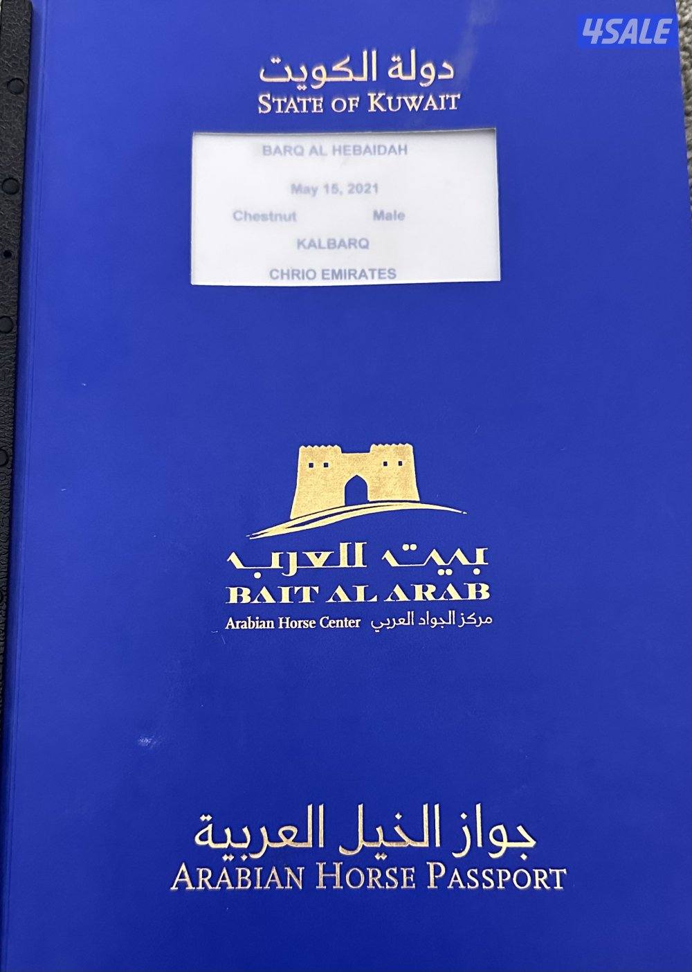 حصان فرنسي0