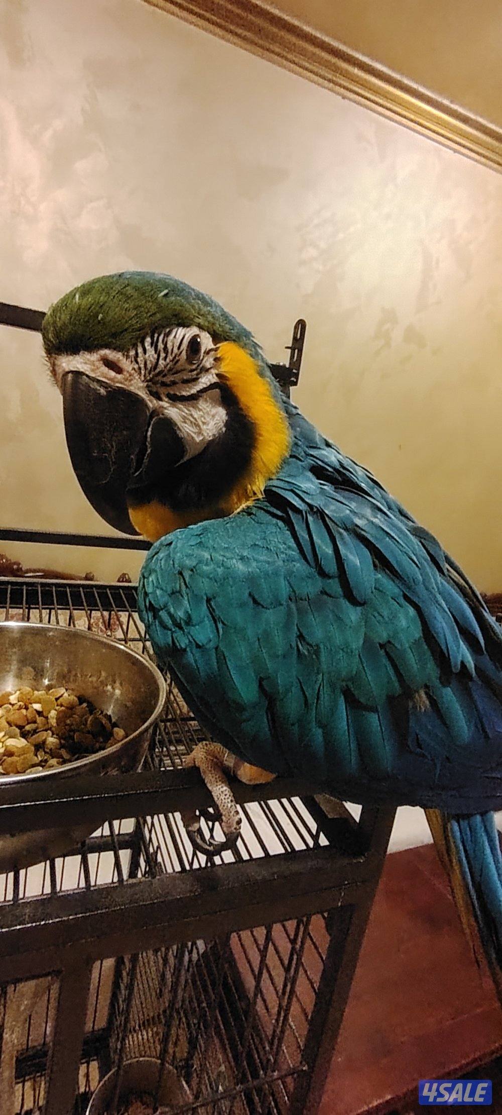 مكاو بلو اند جولد Blue and Gold macaw0