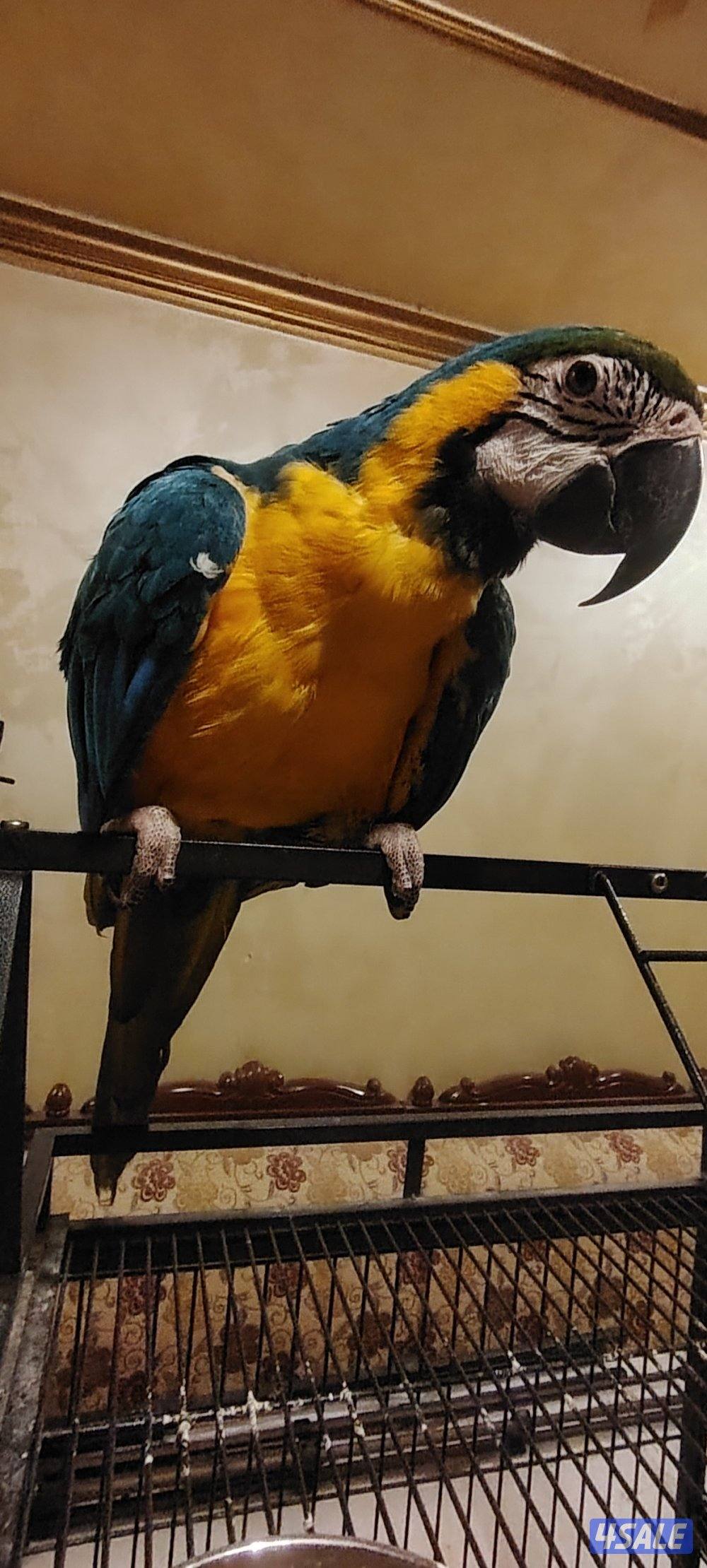 مكاو بلو اند جولد Blue and Gold macaw1