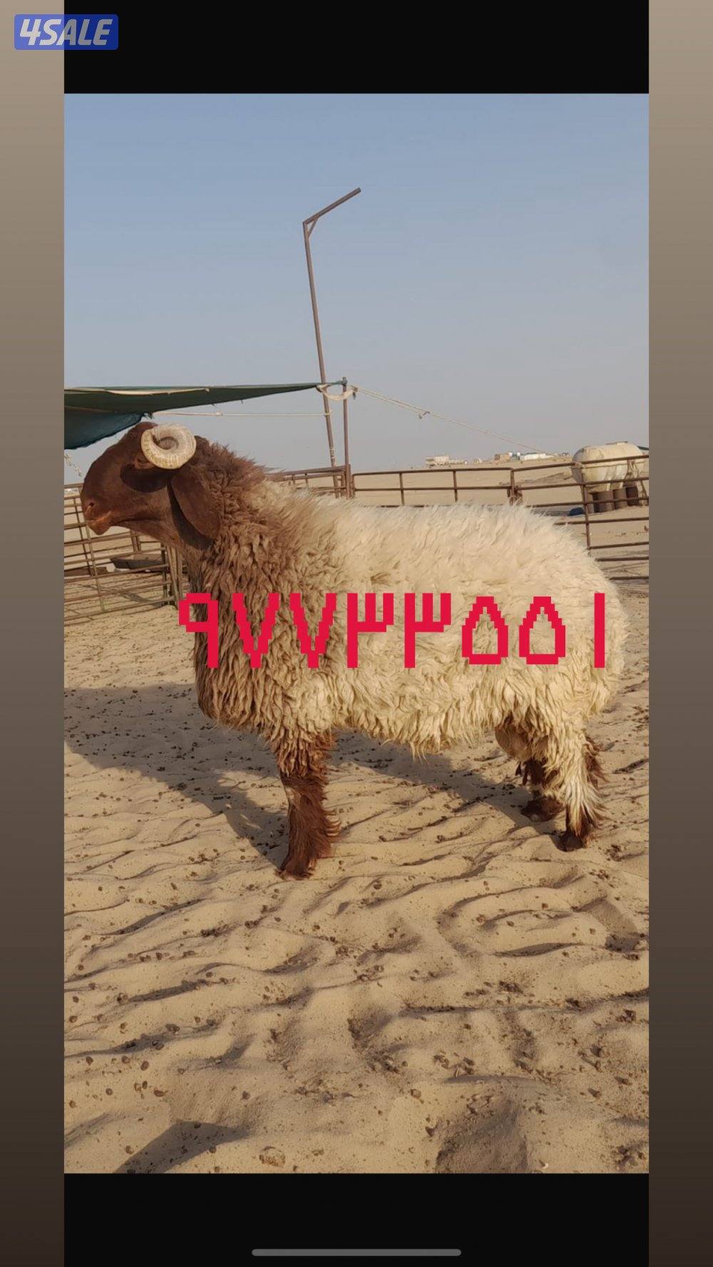 للبيع افحول  وجذعان صنف البيع جملة وتفريد الارتفاع ٩٠  وشرط الغريع0