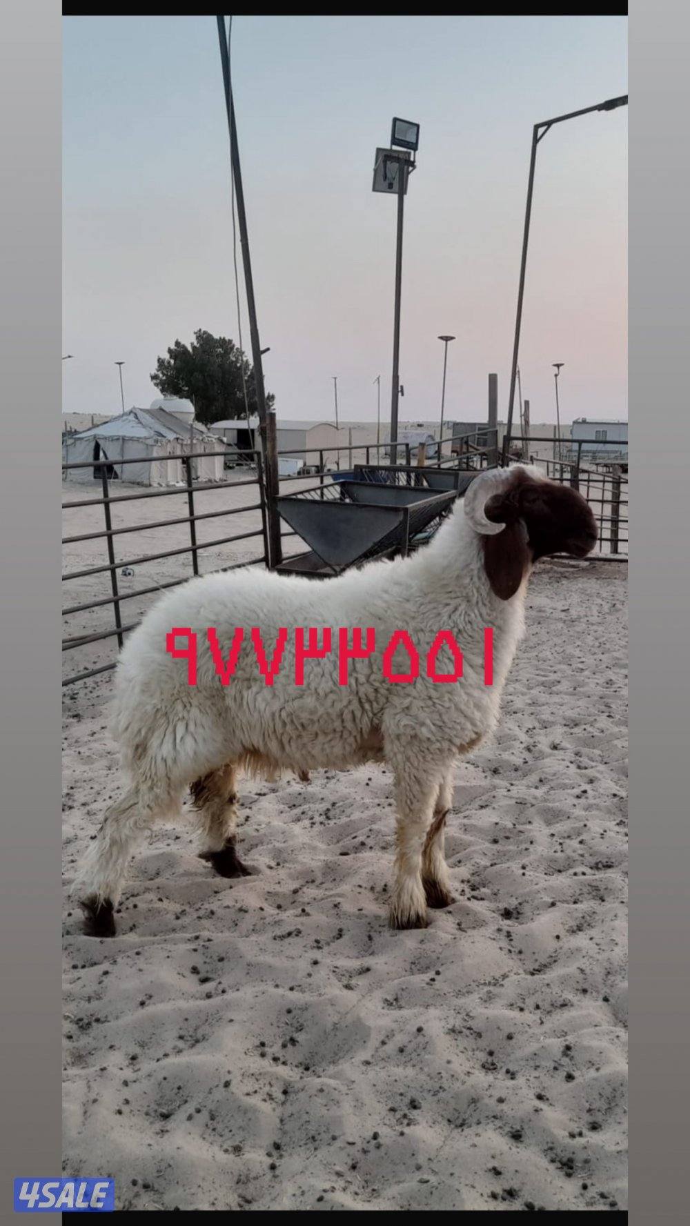 للبيع افحول  وجذعان صنف البيع جملة وتفريد الارتفاع ٩٠  وشرط الغريع2