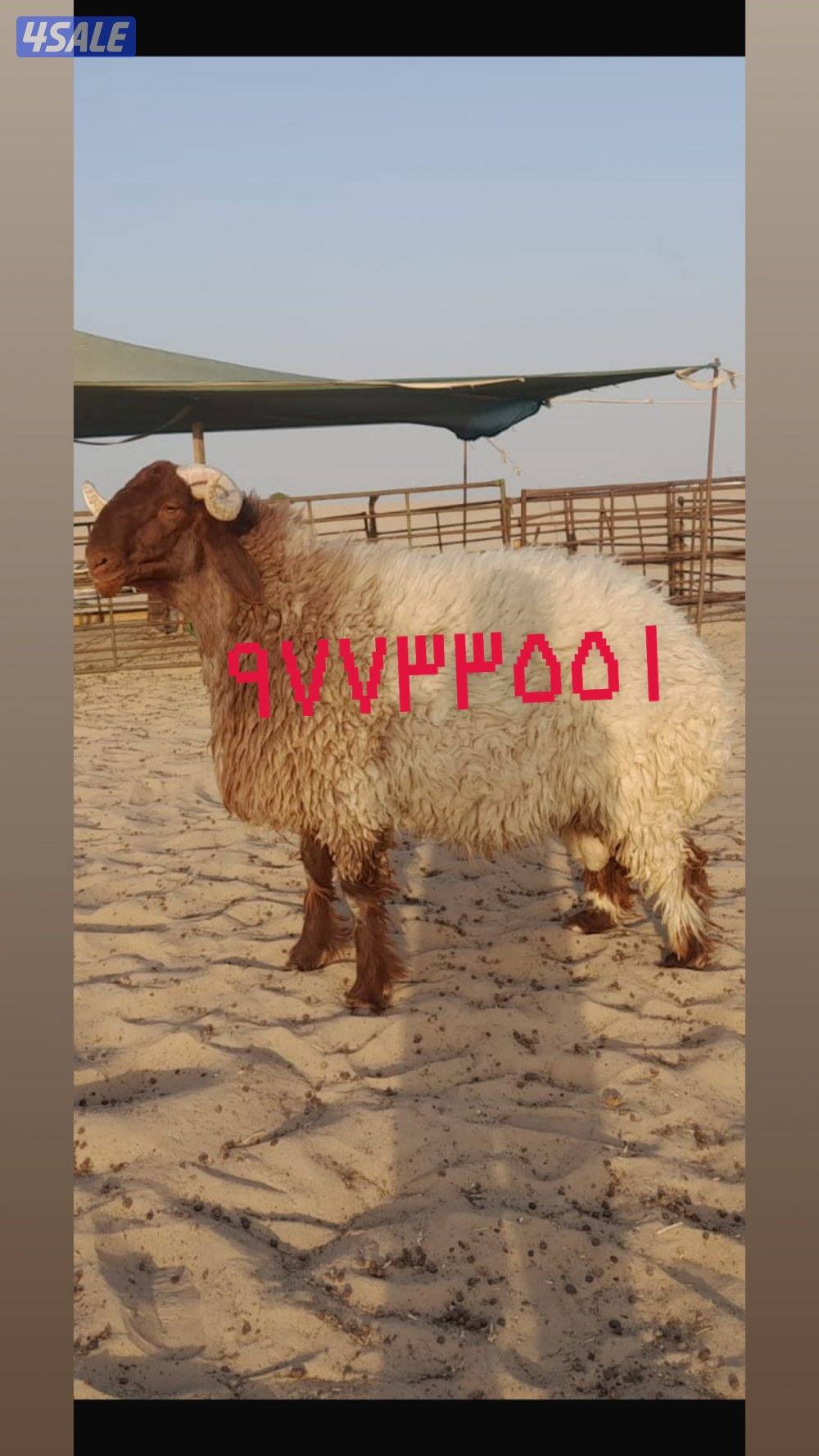 للبيع افحول  وجذعان صنف البيع جملة وتفريد الارتفاع ٩٠  وشرط الغريع5
