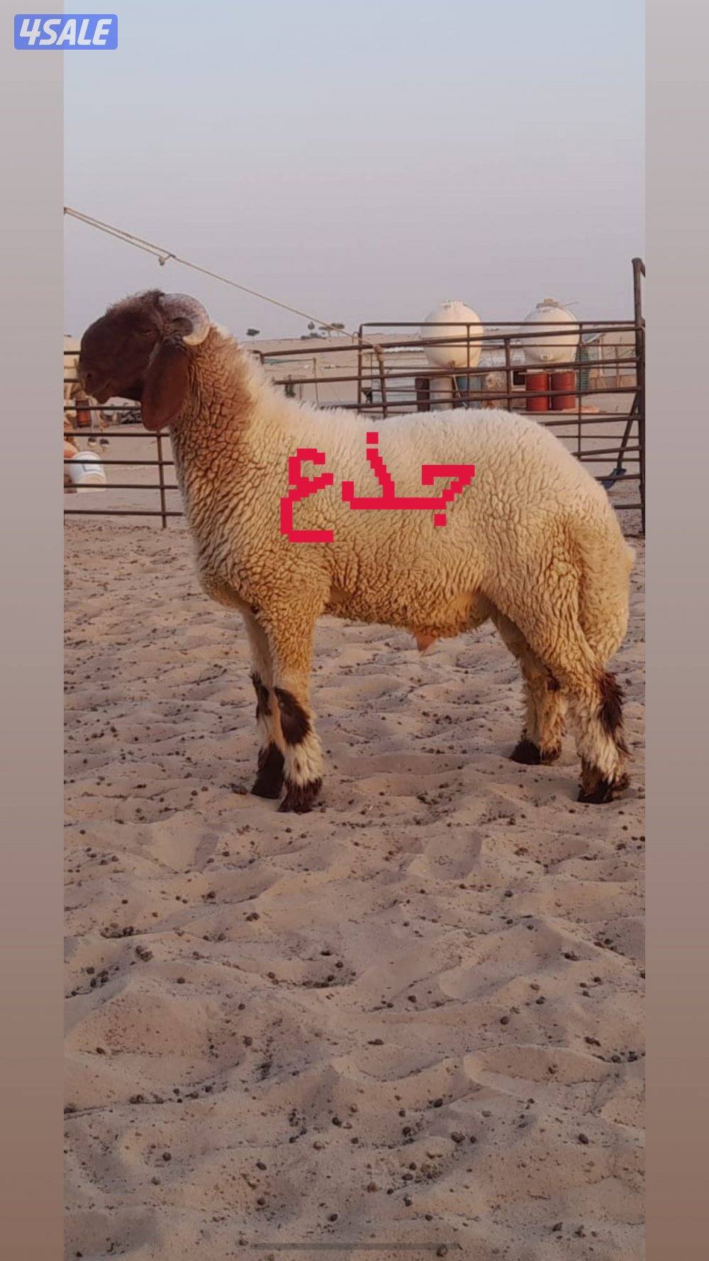 للبيع افحول  وجذعان صنف البيع جملة وتفريد الارتفاع ٩٠  وشرط الغريع4