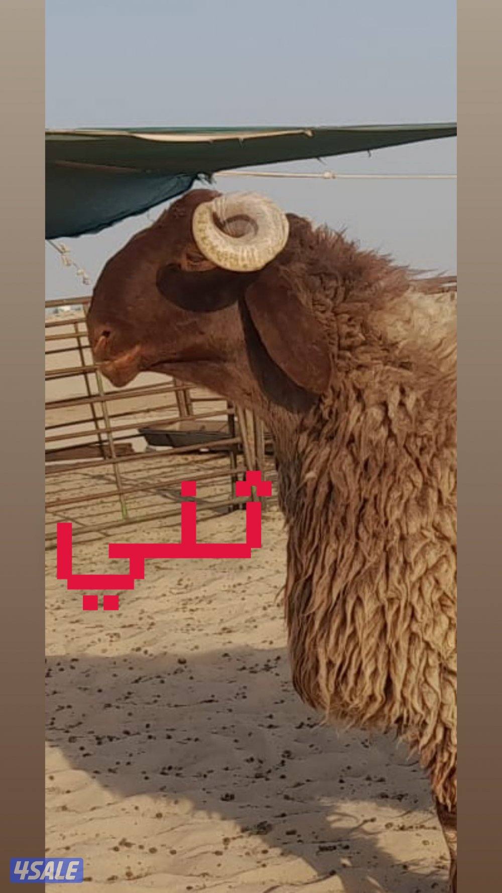 للبيع افحول  وجذعان صنف البيع جملة وتفريد الارتفاع ٩٠  وشرط الغريع7