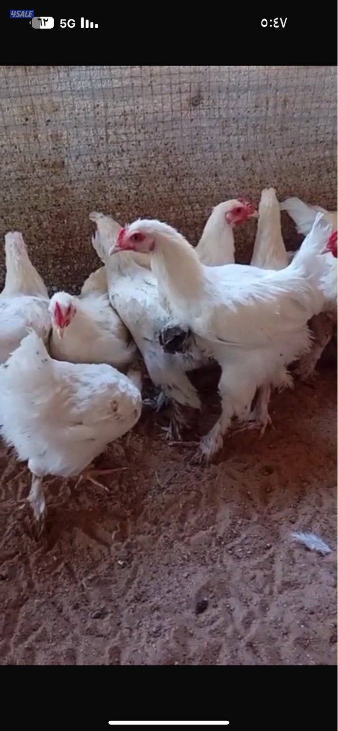 للبيع دجاج العبدلي0