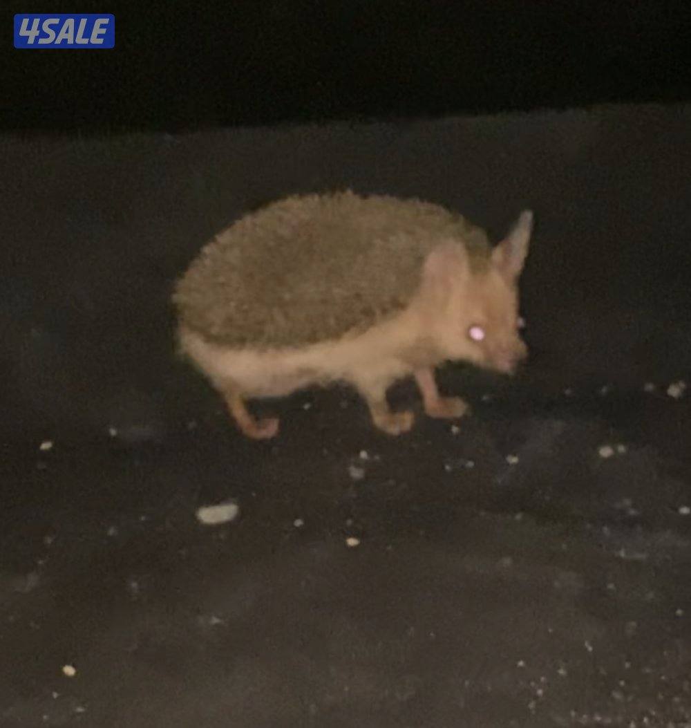 للبيع عمره ٤ اشهر3