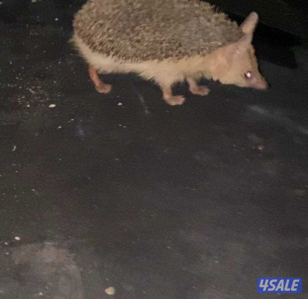 للبيع عمره ٤ اشهر4