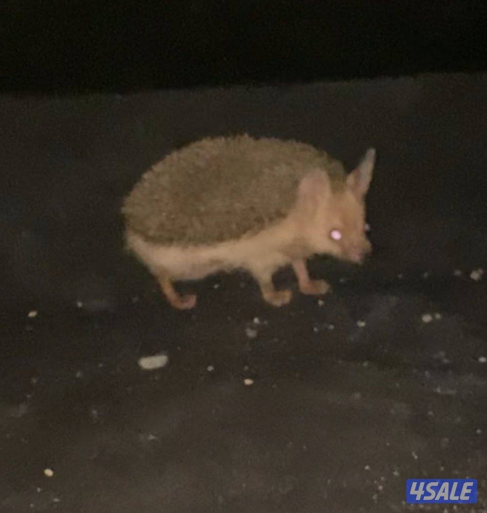 للبيع عمره ٤ اشهر8