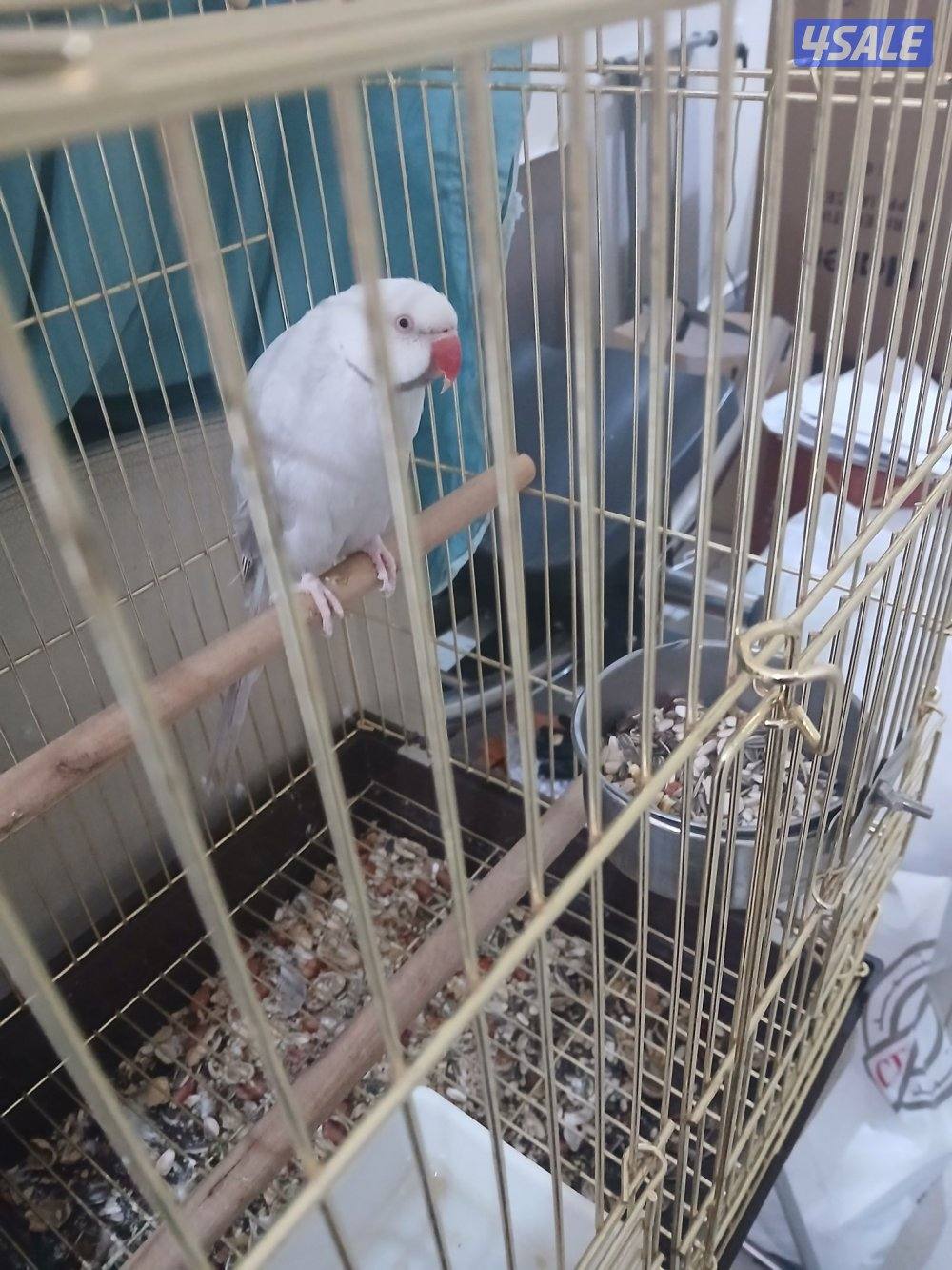 دره ذكر للبيع السعر ثابت ٧٠1