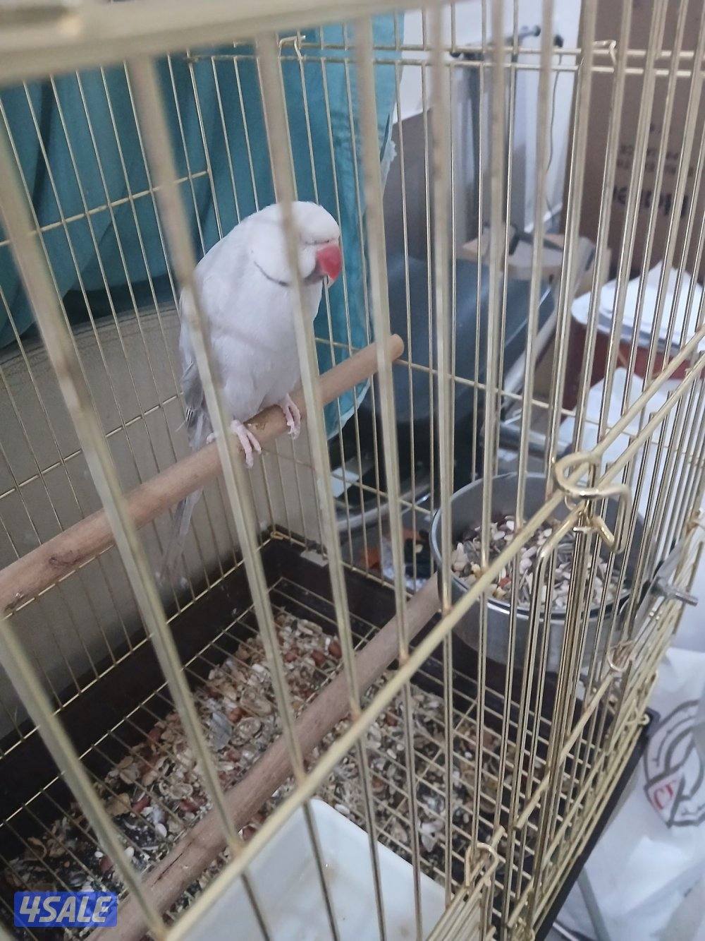 دره ذكر للبيع السعر ثابت ٧٠0