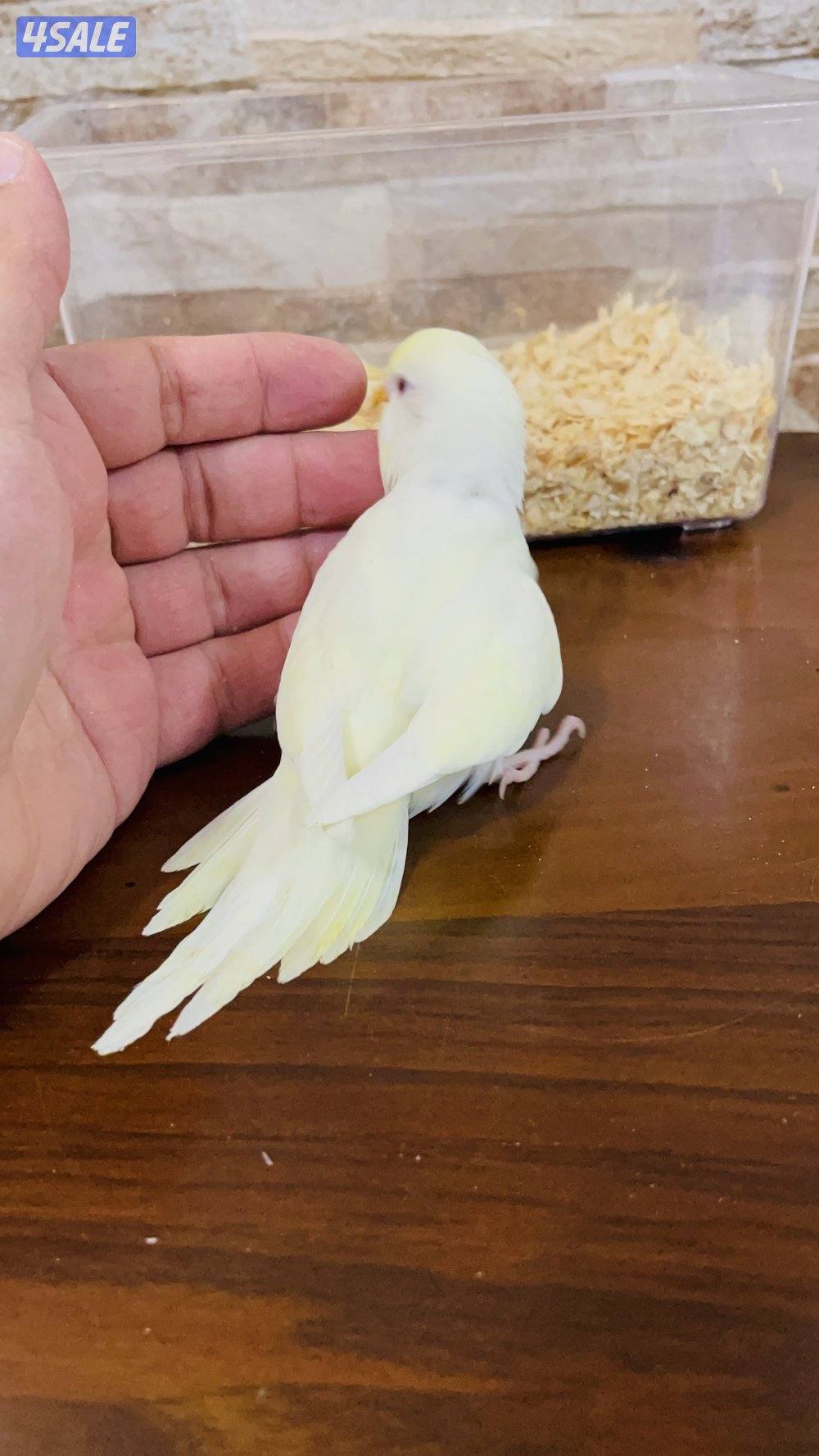 للبيع فروخ طيور حب هولندي ربوه ومتعودين علي العس بالابره0