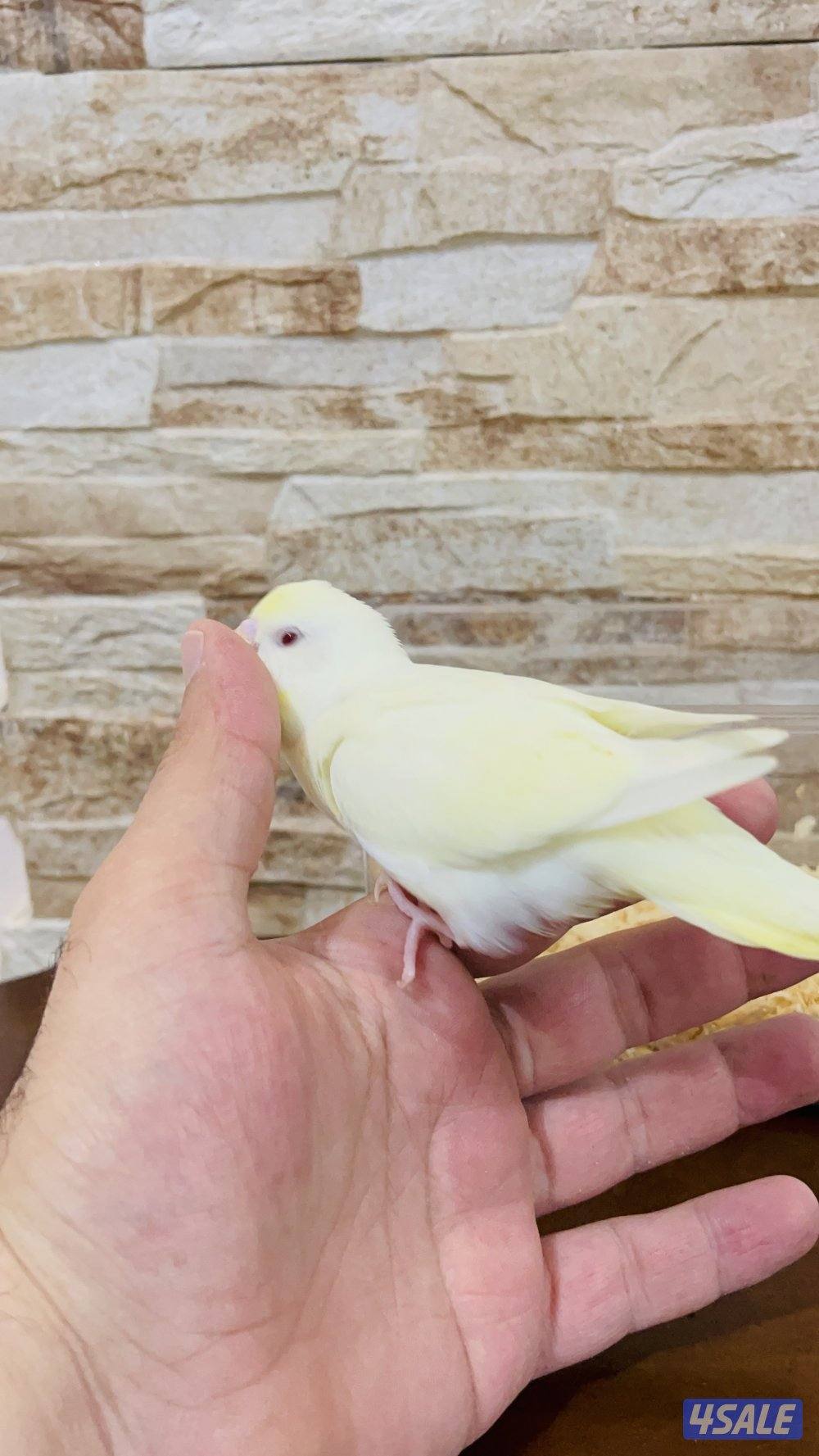 للبيع فروخ طيور حب هولندي ربوه ومتعودين علي العس بالابره1