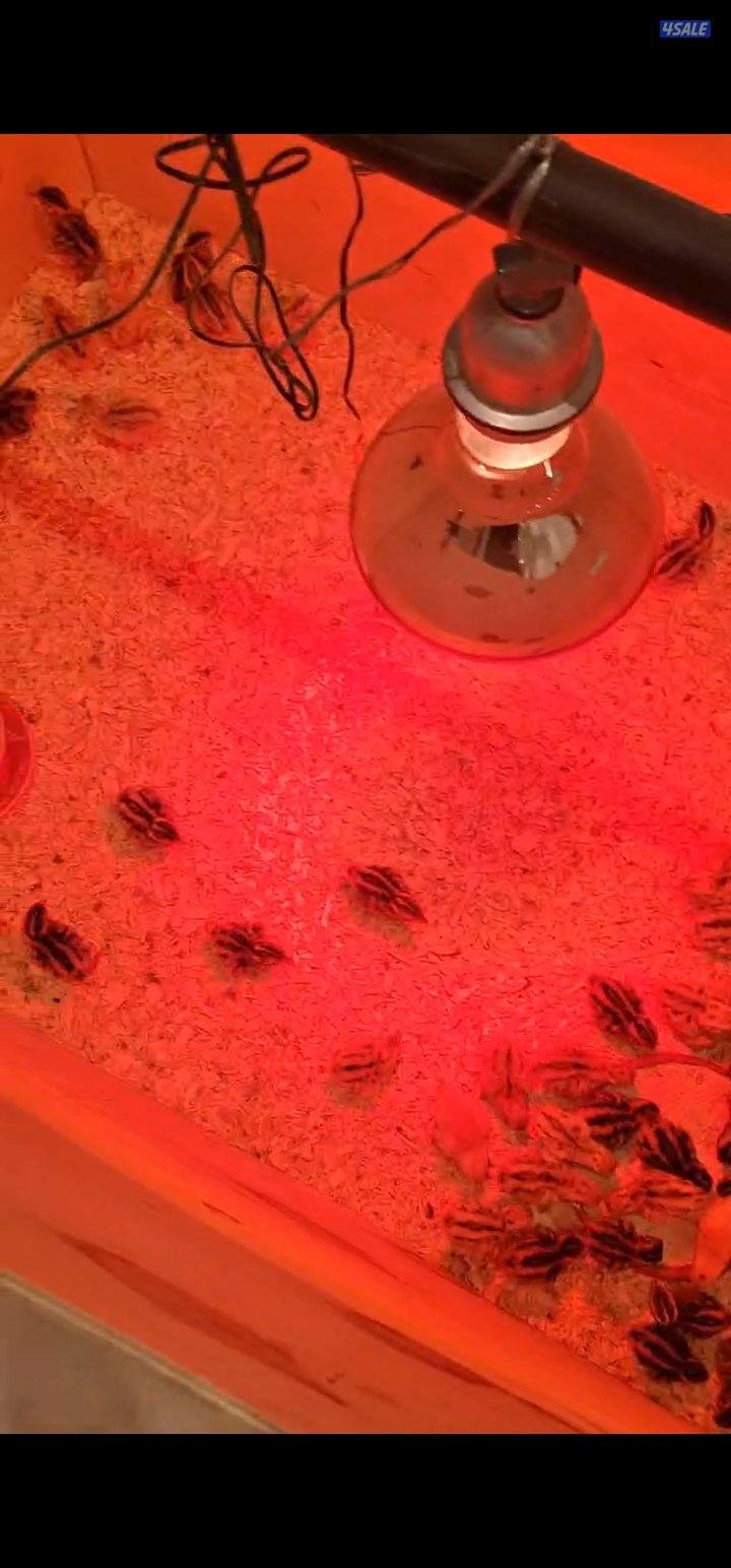 للبيع لمبات حرارية2