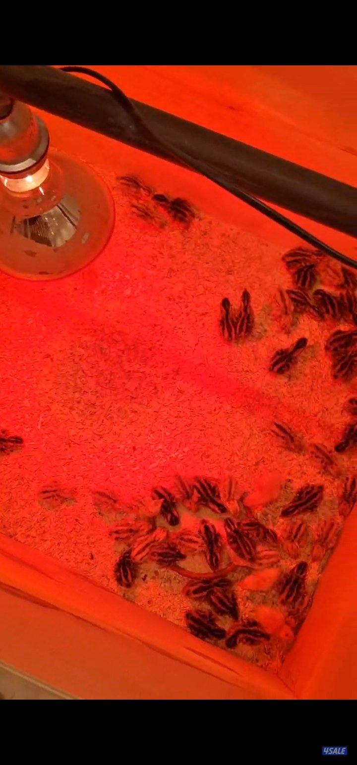 للبيع لمبات حرارية3