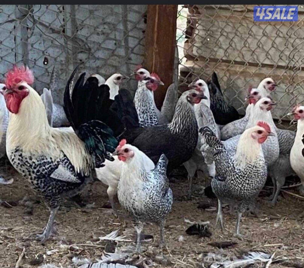 دجاج فيومي0