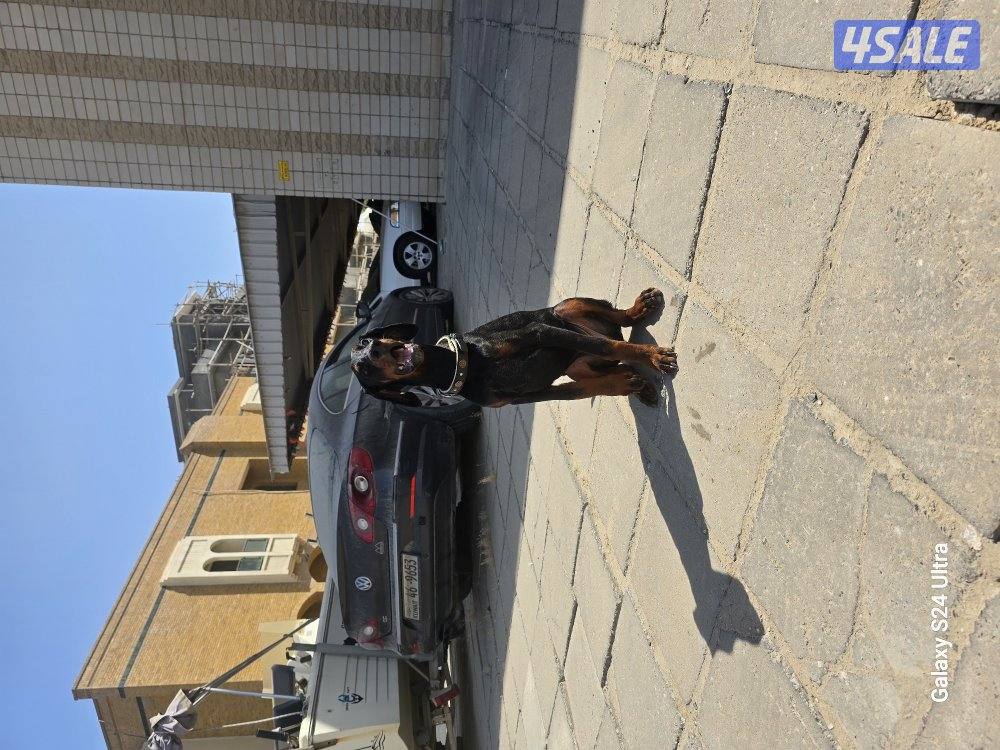 doberman0