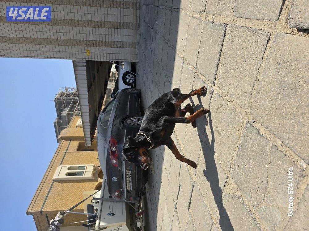 doberman2