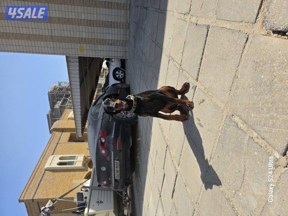 doberman1