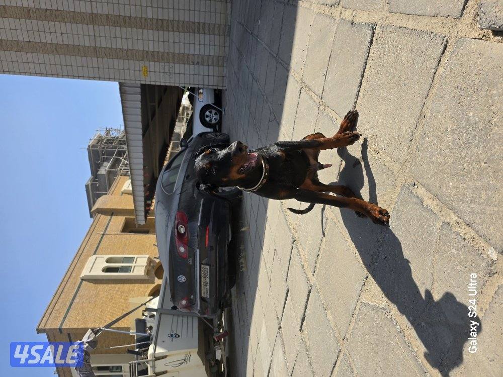 doberman3