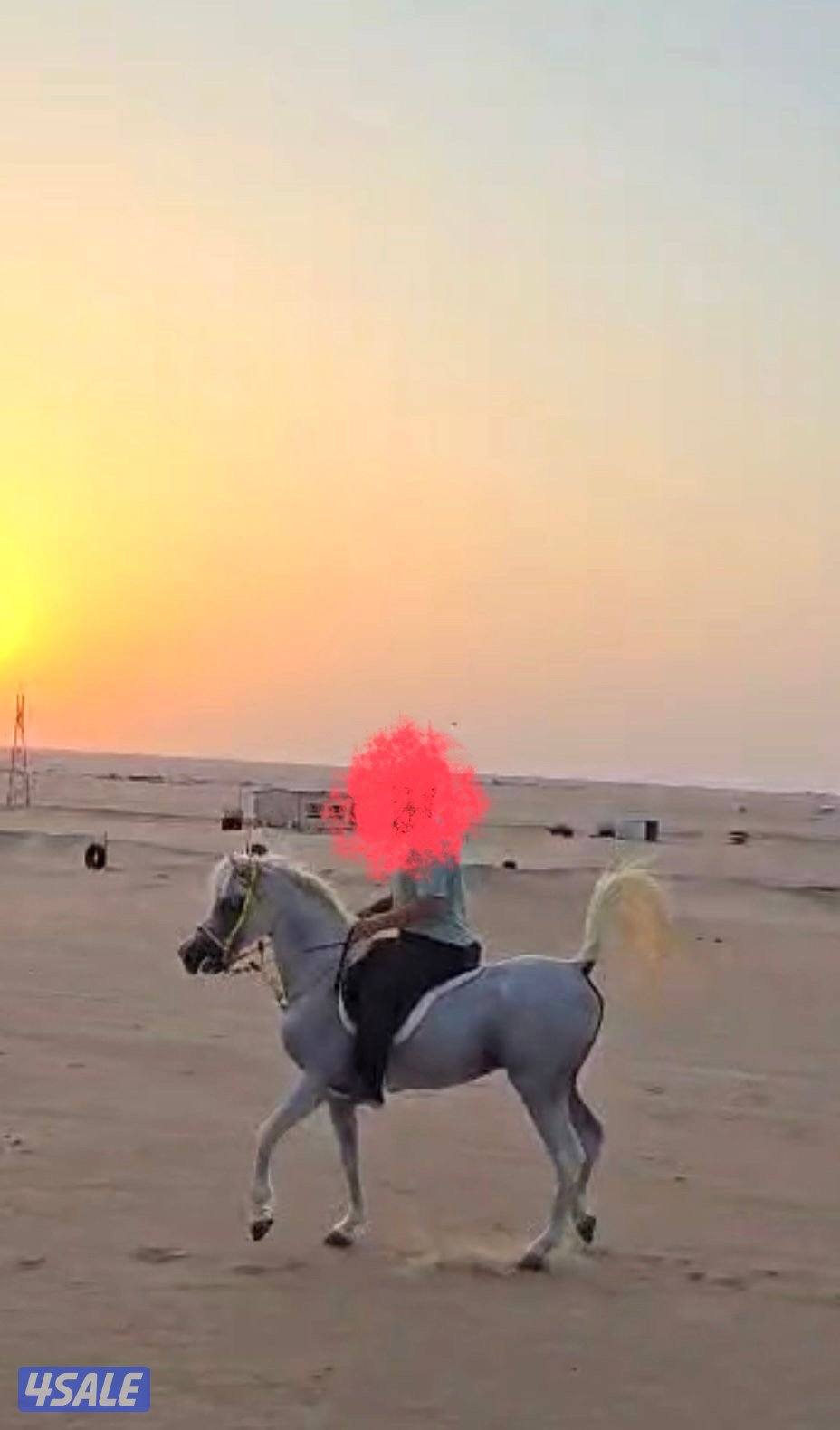 حصان مصري والبيع بلدي1