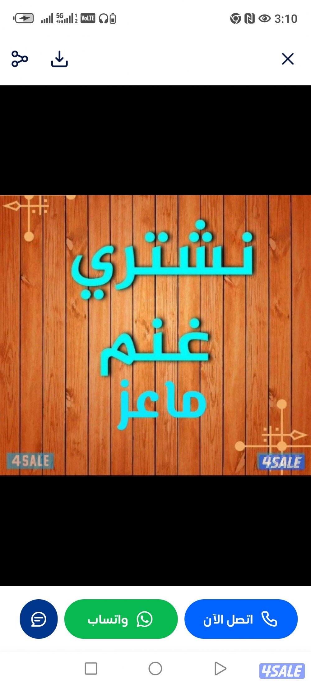 تشتري جميع انواع الحلال غنم معزا طليان0