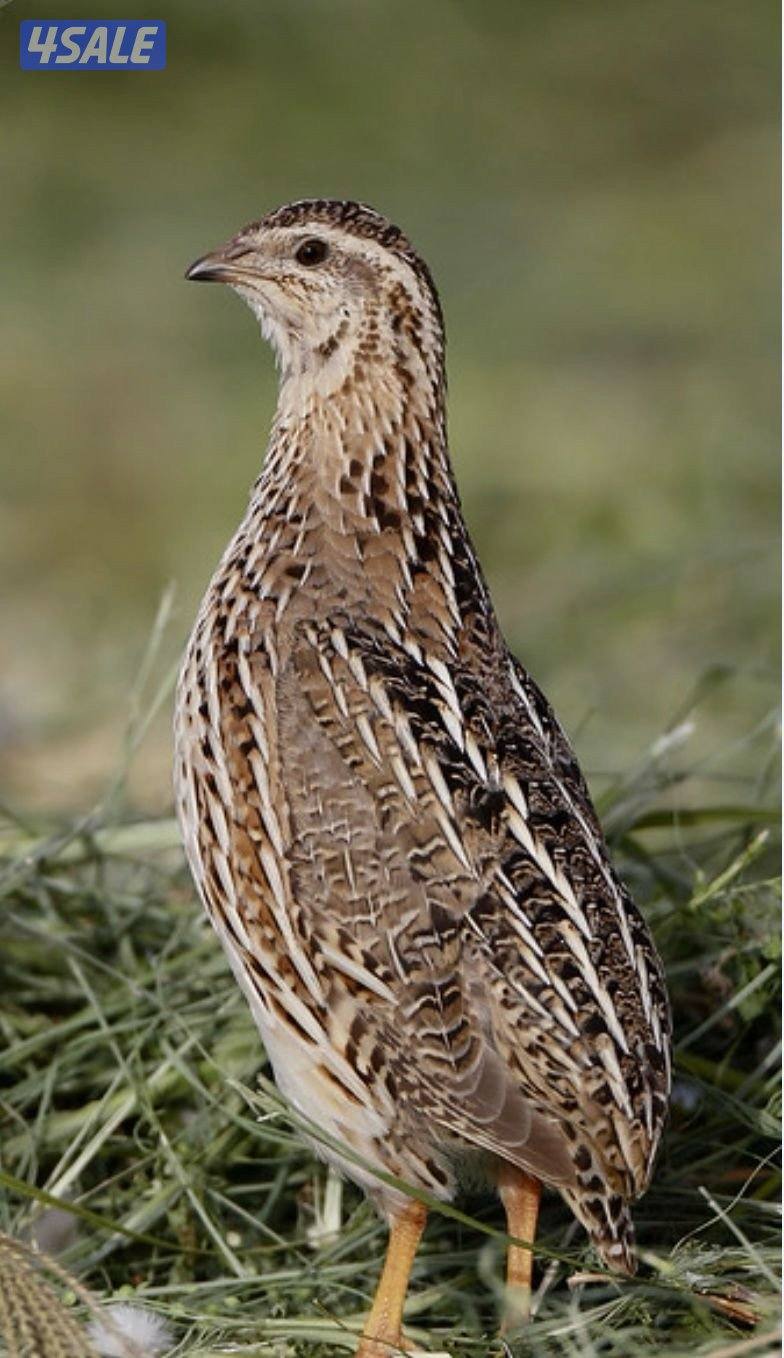 بيض فري للاكل والفقاسات0