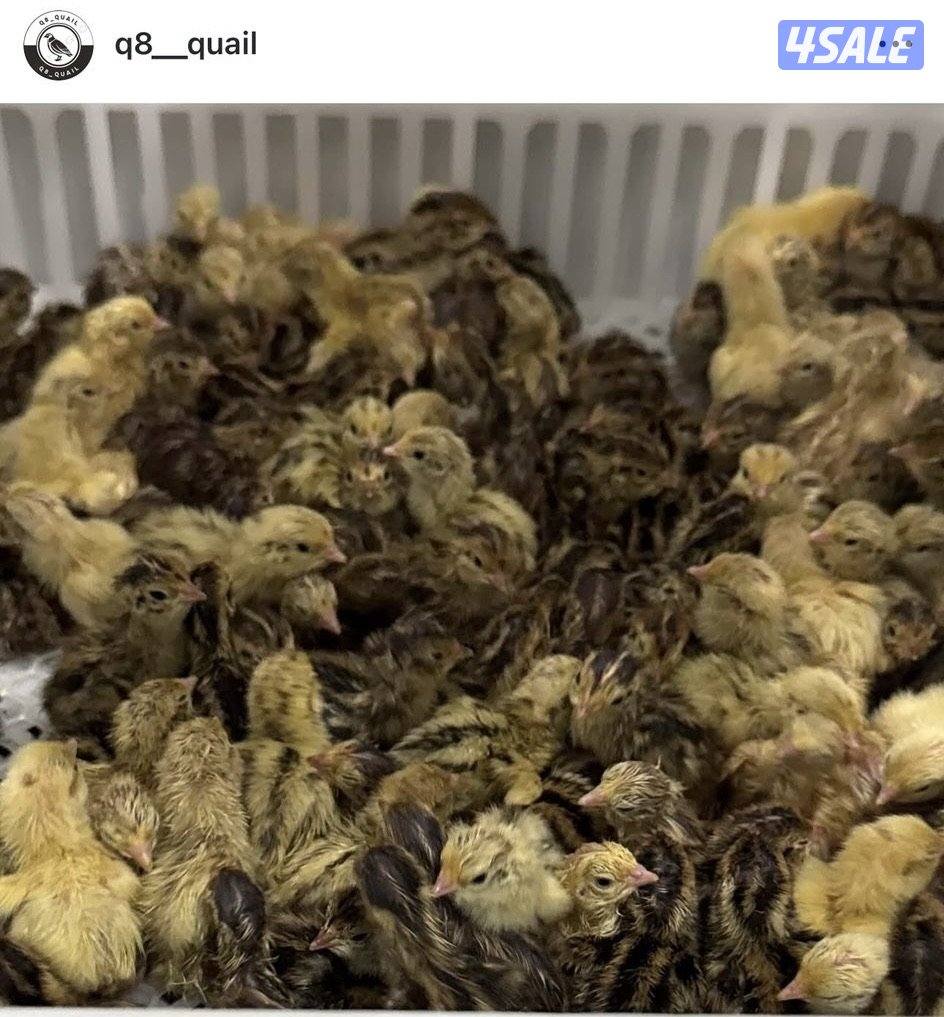 بيض فري للاكل والفقاسات1