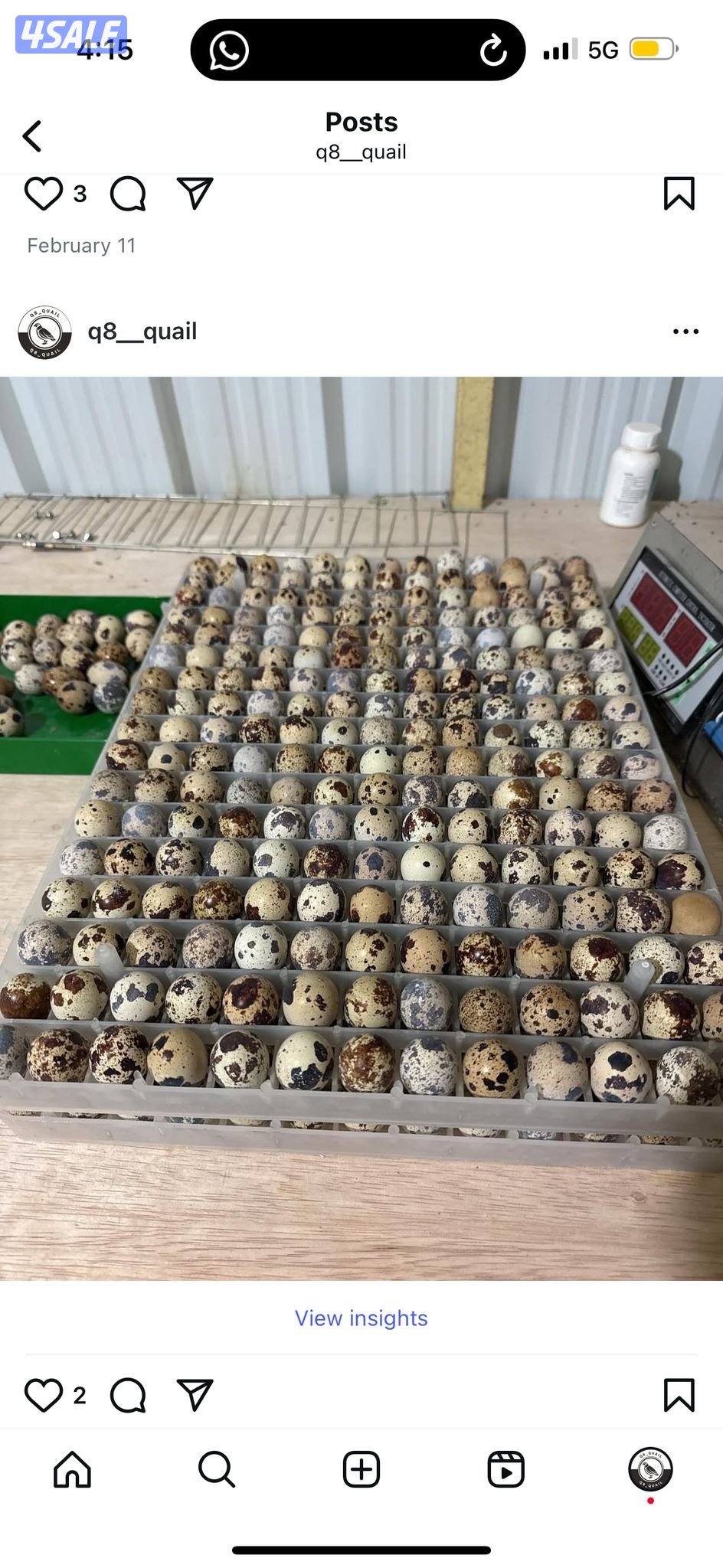 بيض فري للاكل والفقاسات3