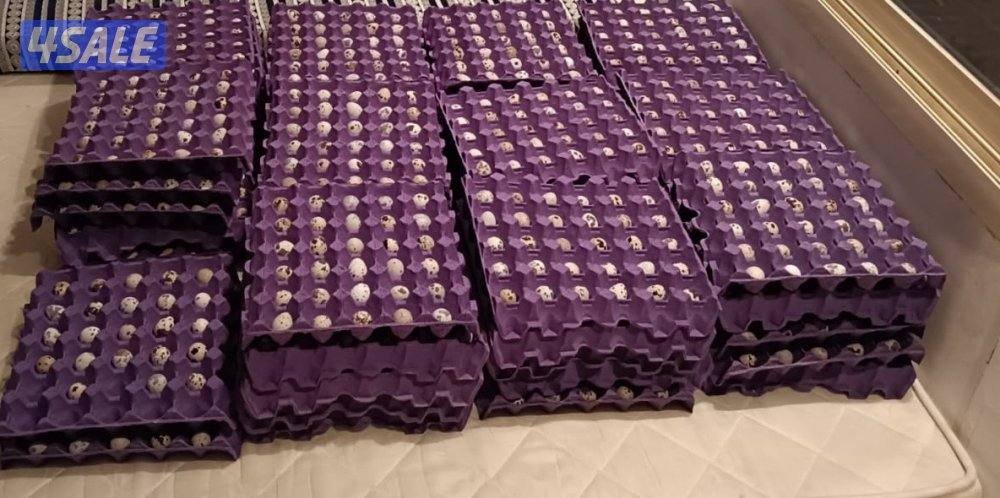 بيض فري للاكل والفقاسات4