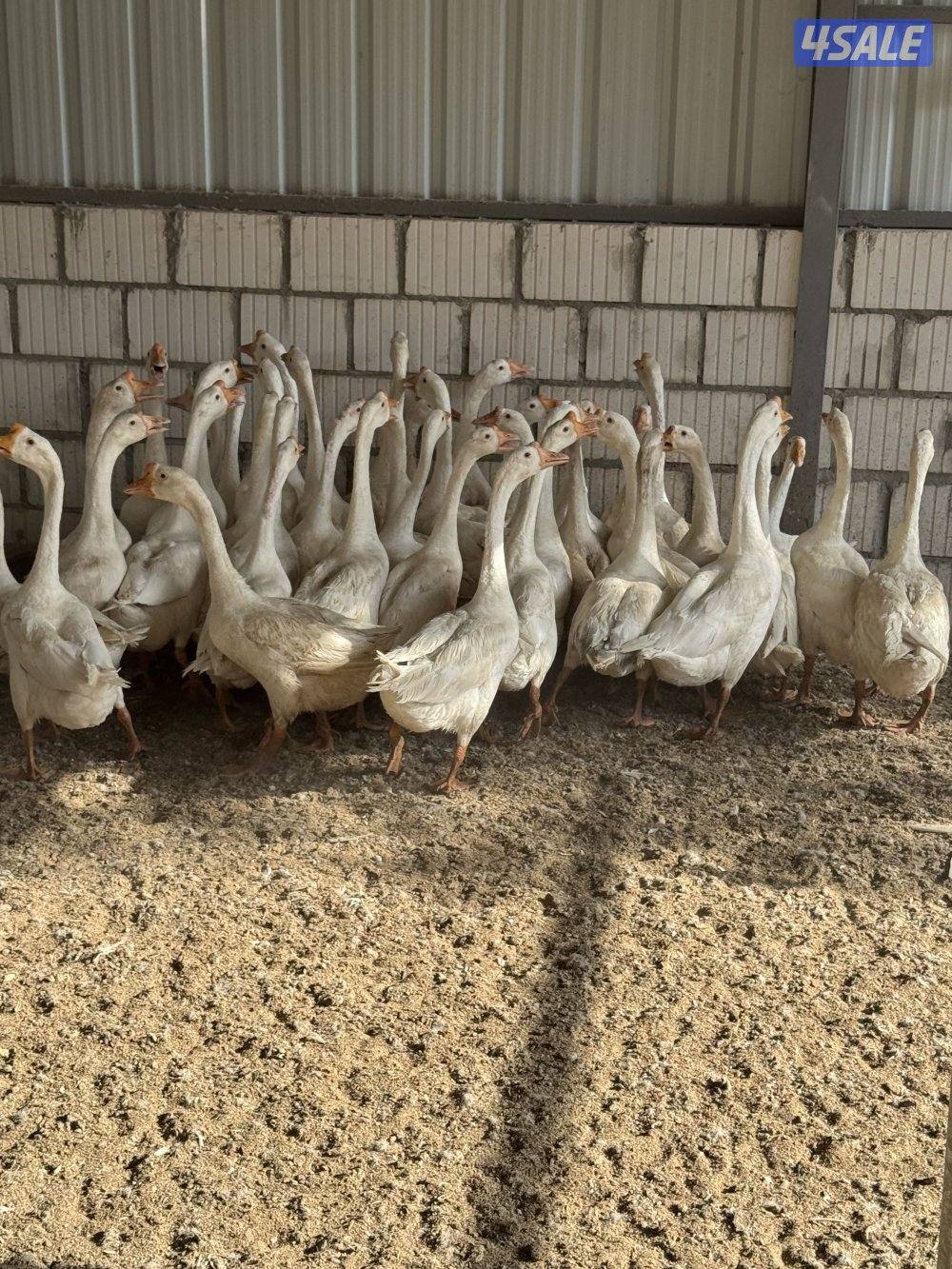 وز كندي ابيض0